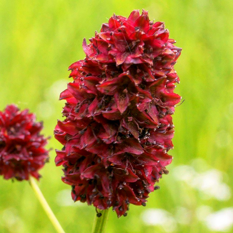 Sanguisorba