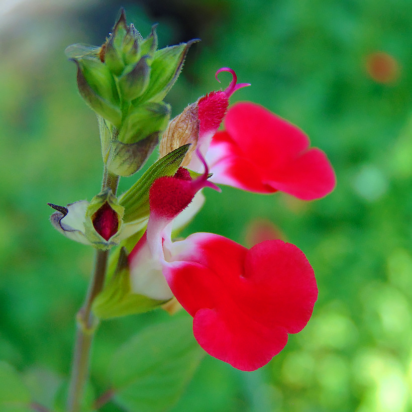 Salvia - Bushy Sage