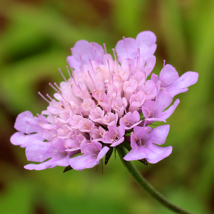 Scabiosa - Pincushion