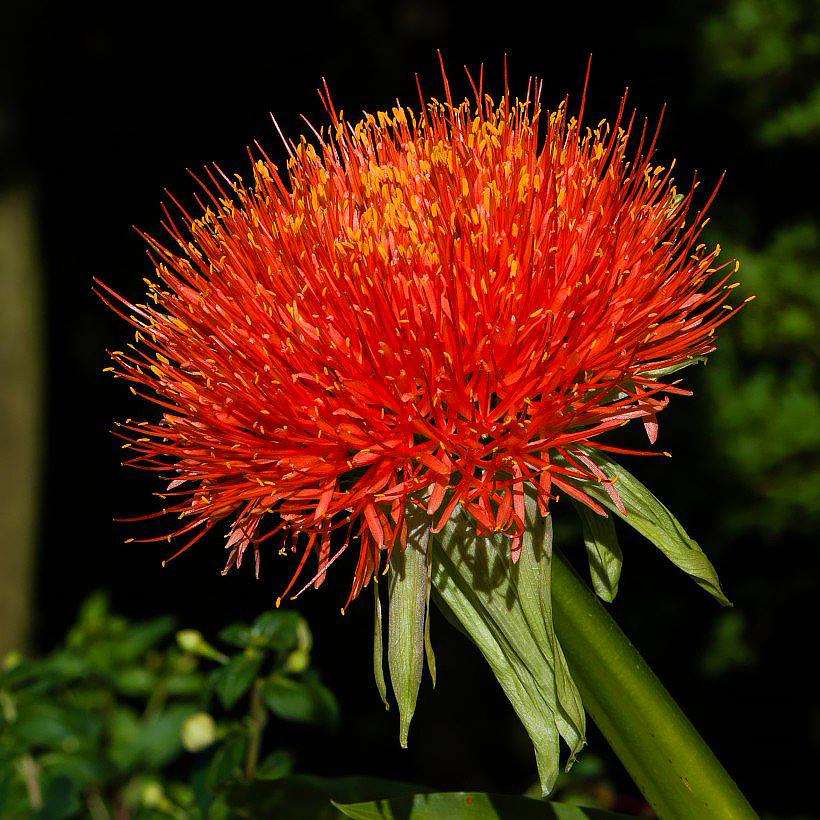 Scadoxus