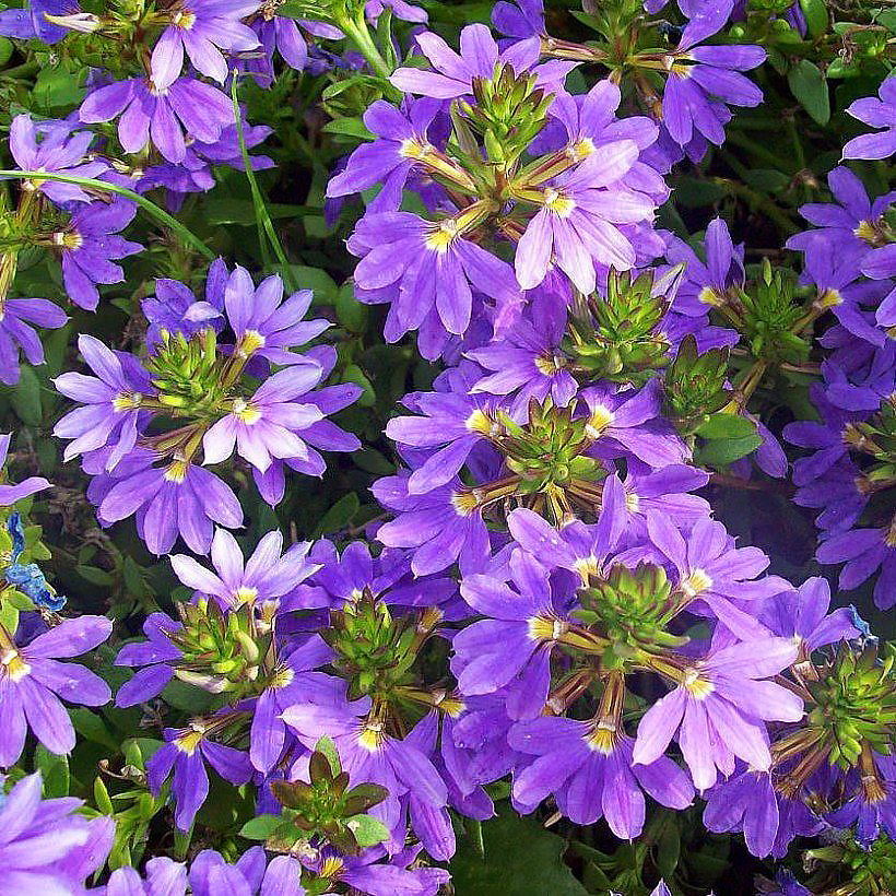 Scaevola