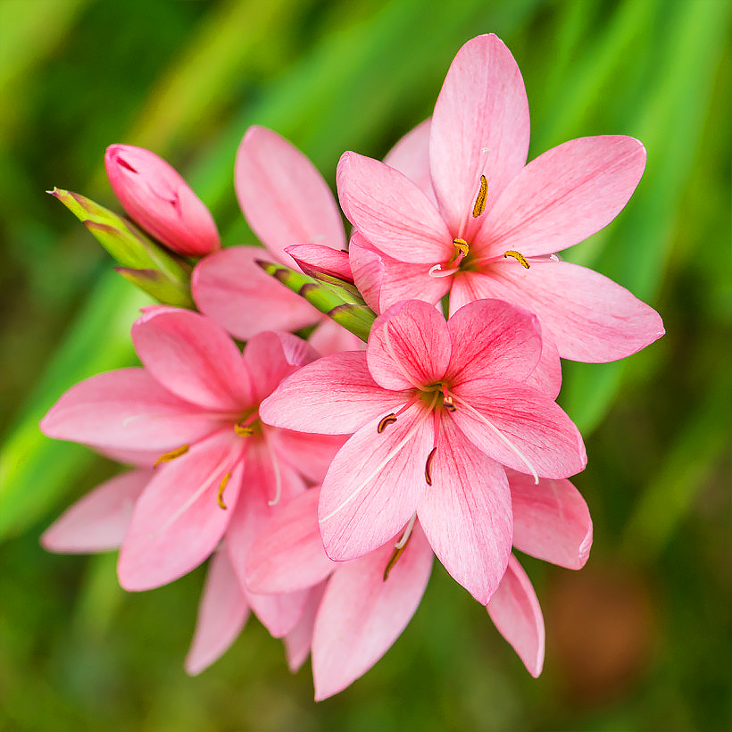 Schizostylis