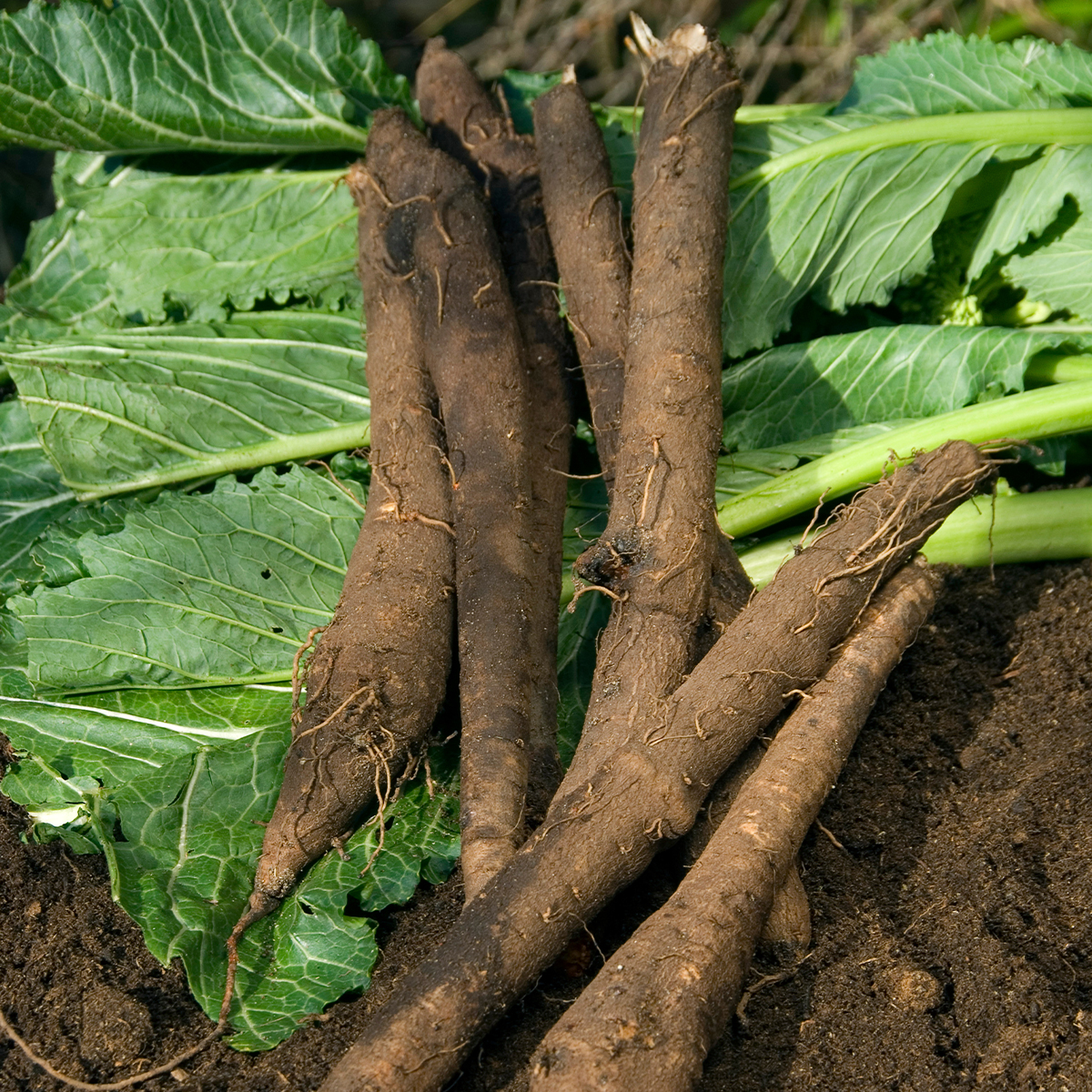 Black Salsify