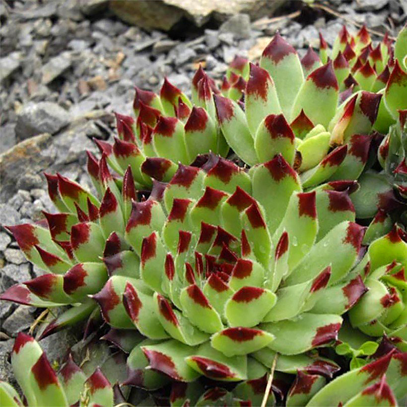 Sempervivum - Houseleek