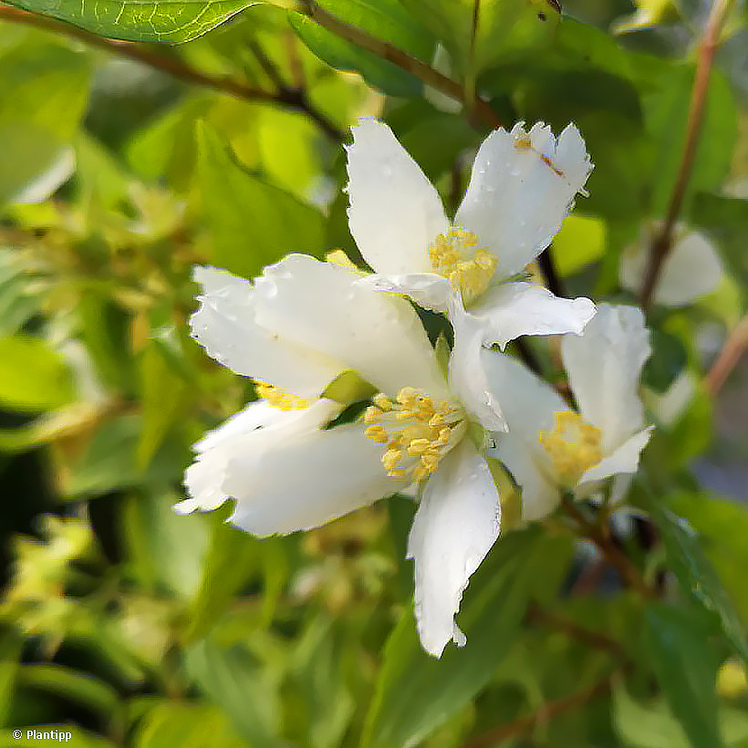 Philadelphus - Mock Orange