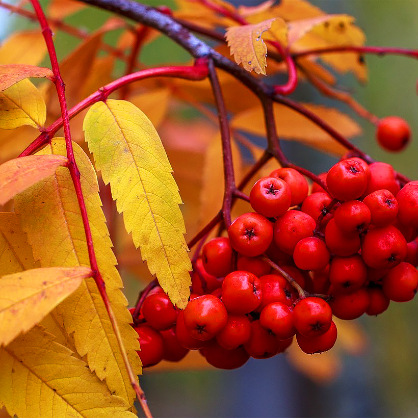 Sorbus - Mountain Ash