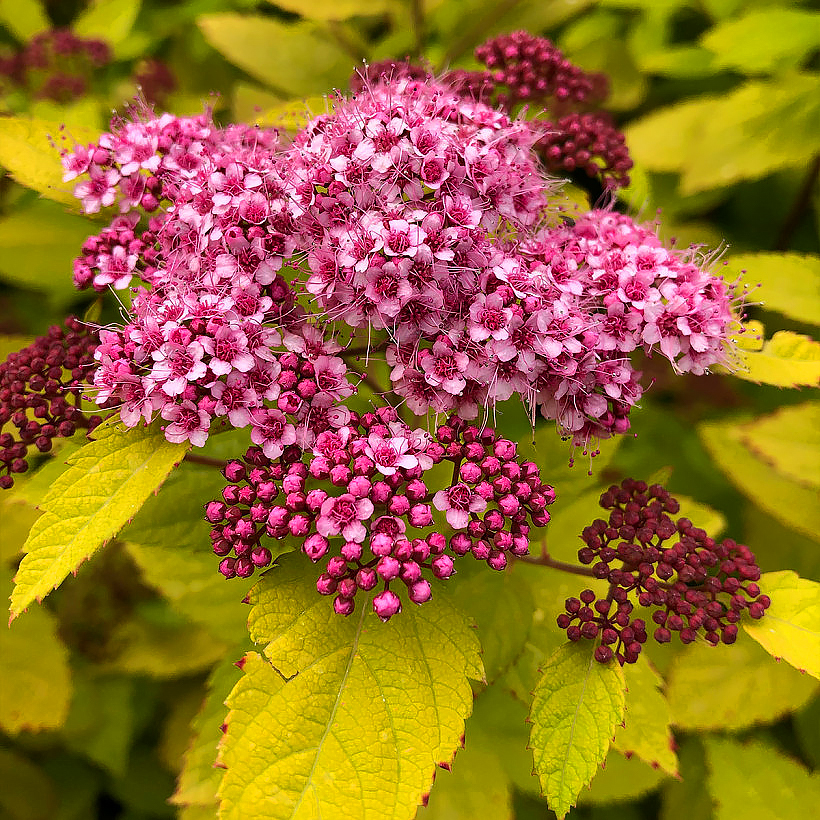 Spiraea