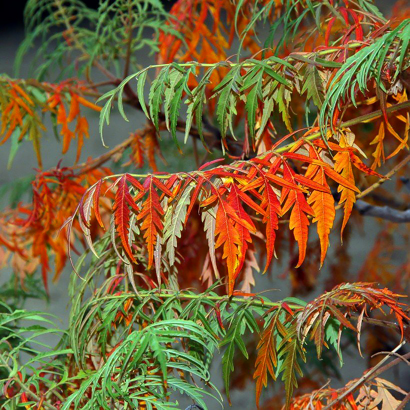 Rhus - Sumac