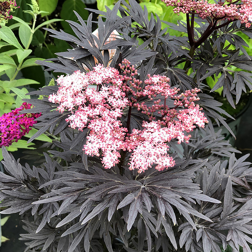 Sambucus - Elder tree