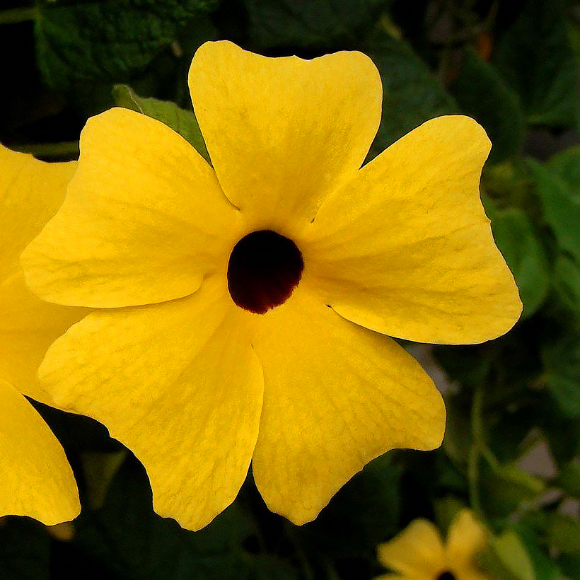 Black-eyed Susans