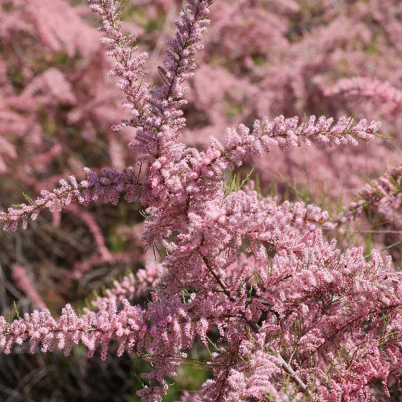 Tamarix - Tamarisk