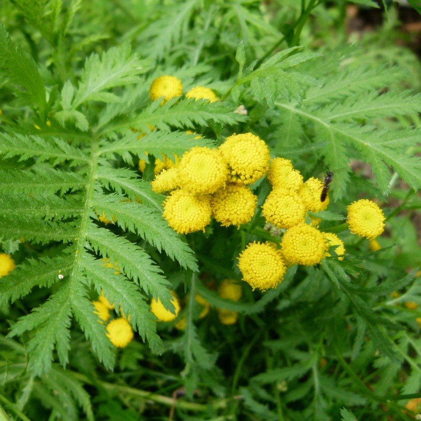 Tansy