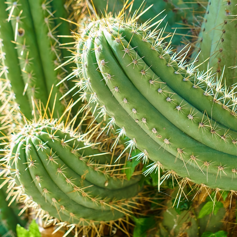 Trichocereus - Cactus