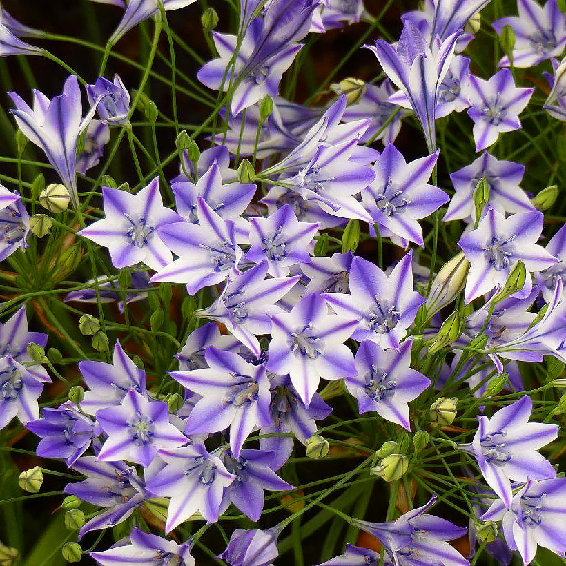 Triteleia