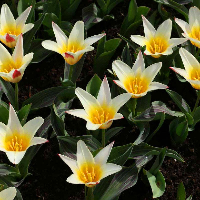 Kaufmanniana Tulips