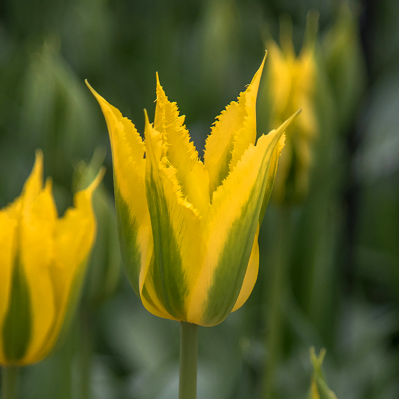 Viridiflora Tulips