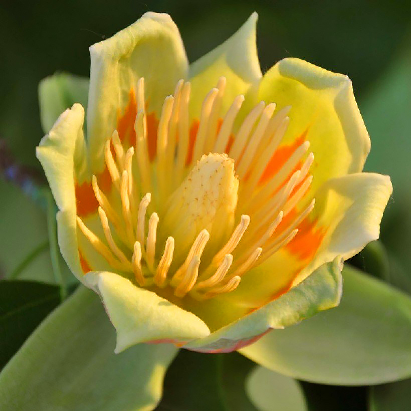 Liriodendron - Tulip tree