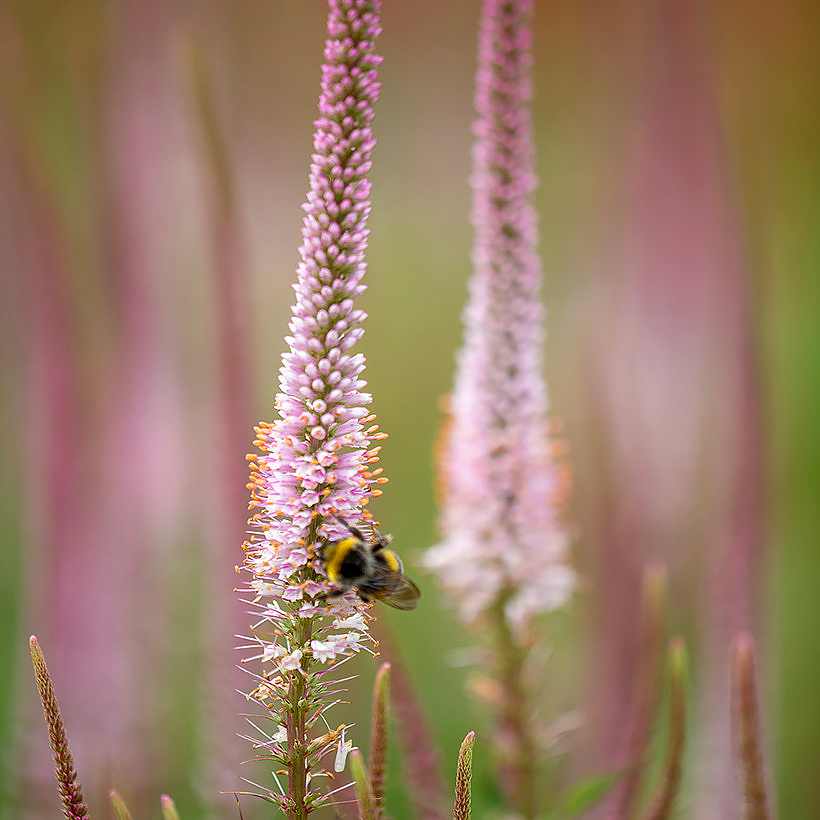 Veronica - Speedwell