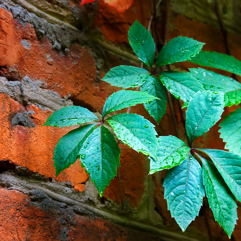 Parthenocissus - Virginia Creeper