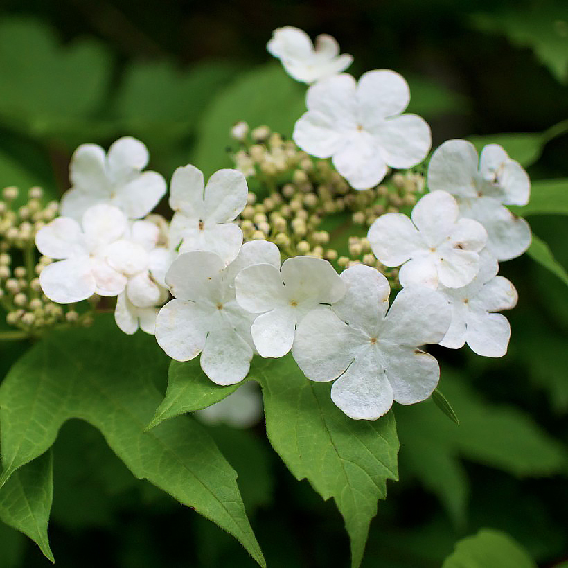 Viburnum