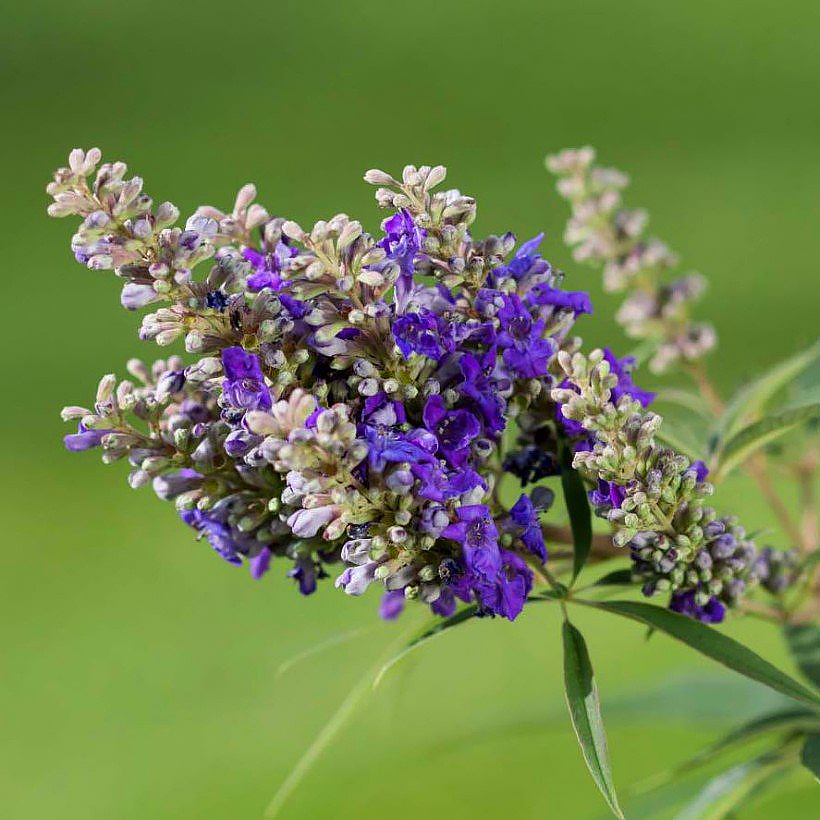 Vitex - Chaste tree