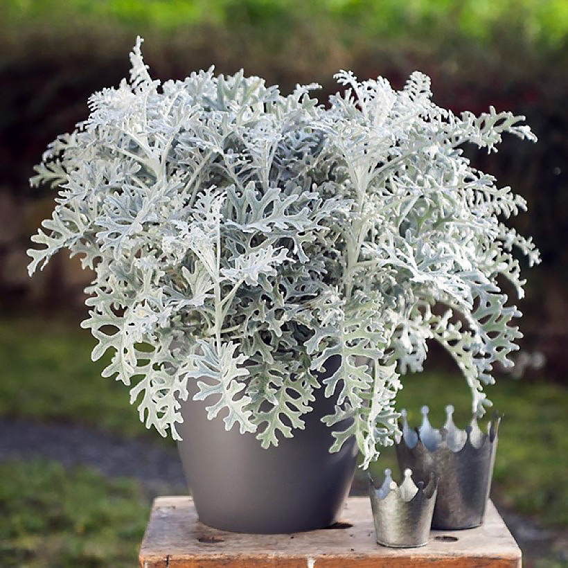 Grey and silver foliage perennials, all our special offers