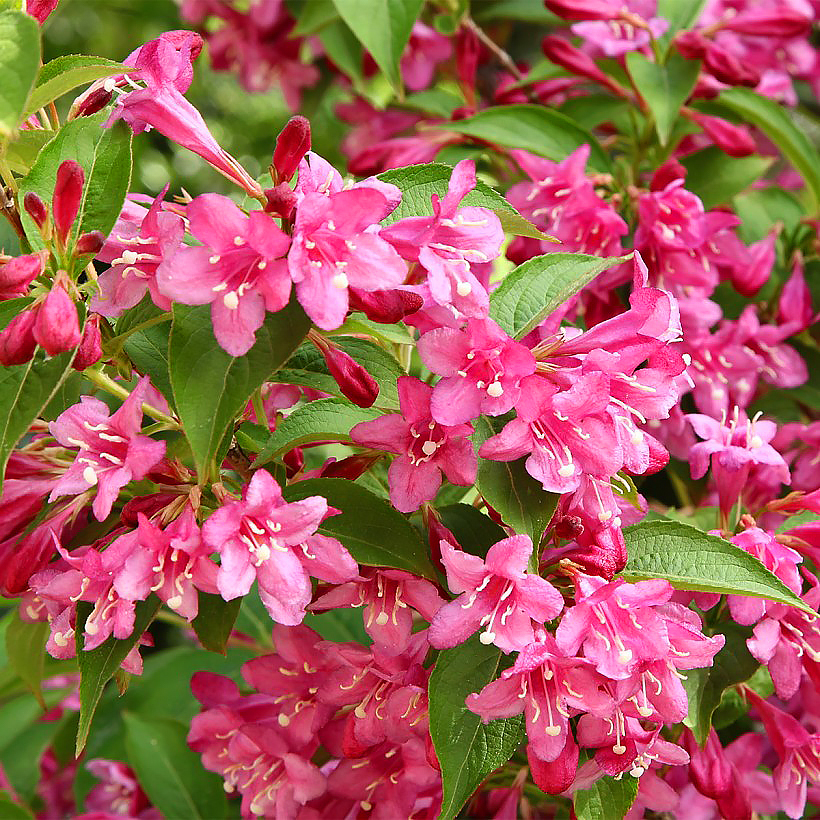 Weigela