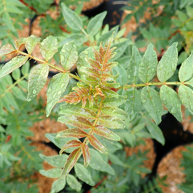 Zanthoxylum - Prickly Ash