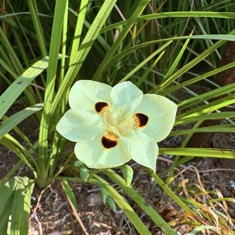 Dietes - African iris