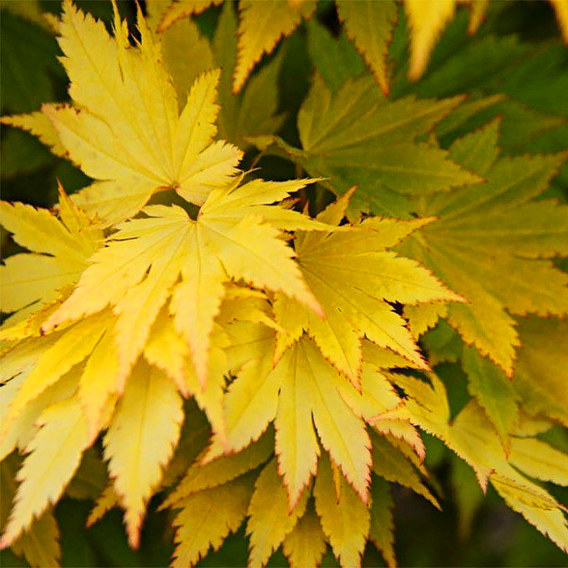 Acer - Maple tree