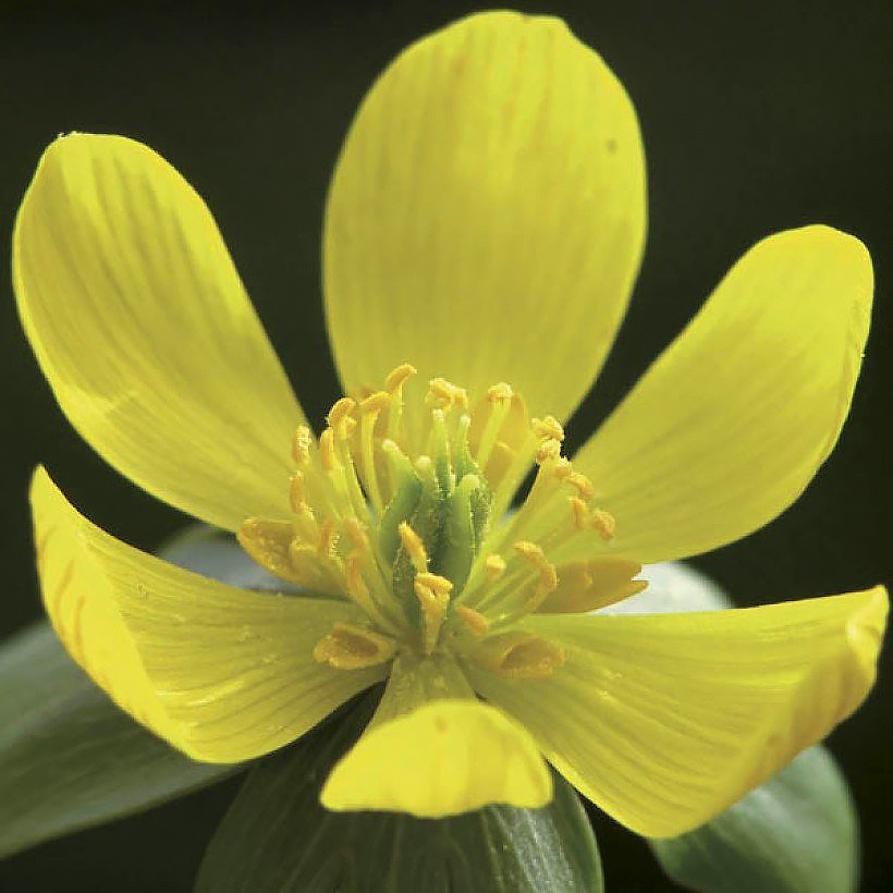 Eranthis