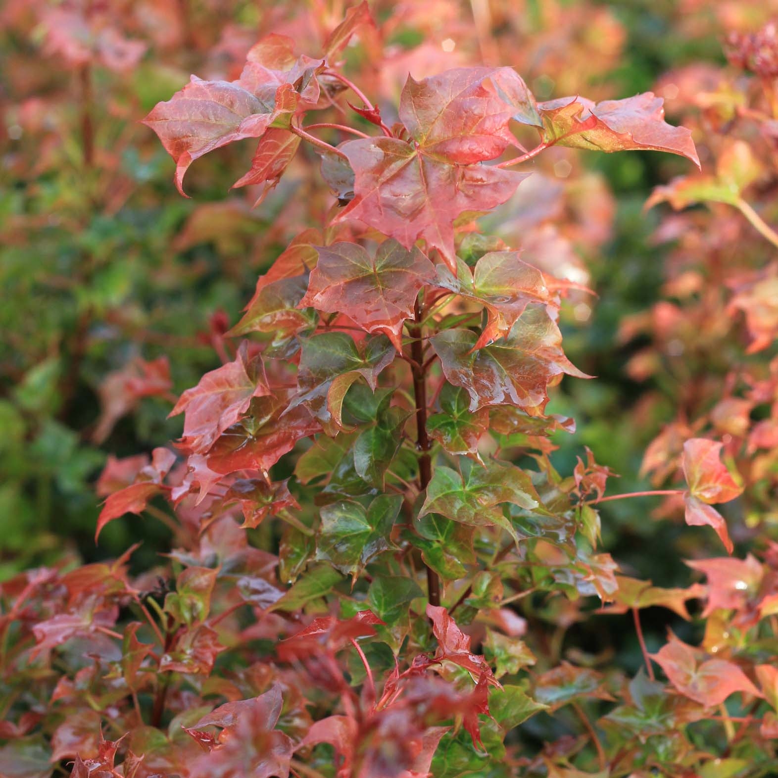 Acer Ample Surprise - Compact Red Hybrid Maple