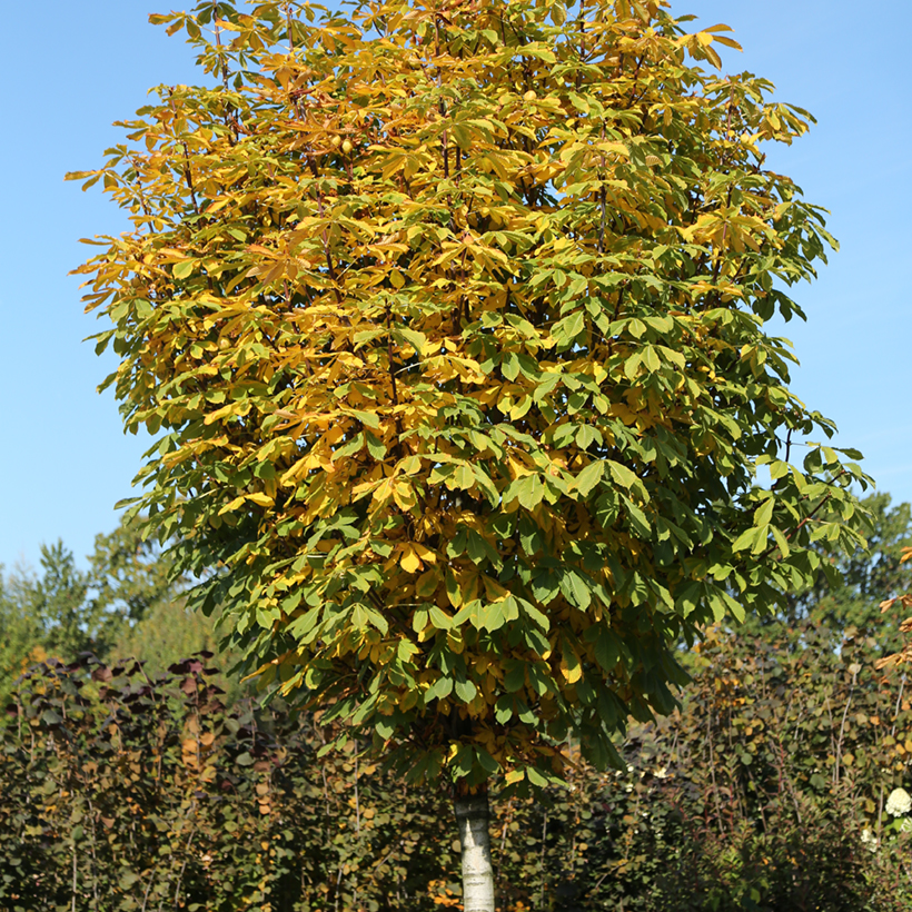 Aesculus hippocastanum Umbraculifera Chestnut tree with a dense