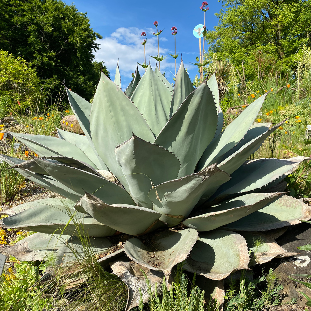 Agave-ovatifolia-copyright-