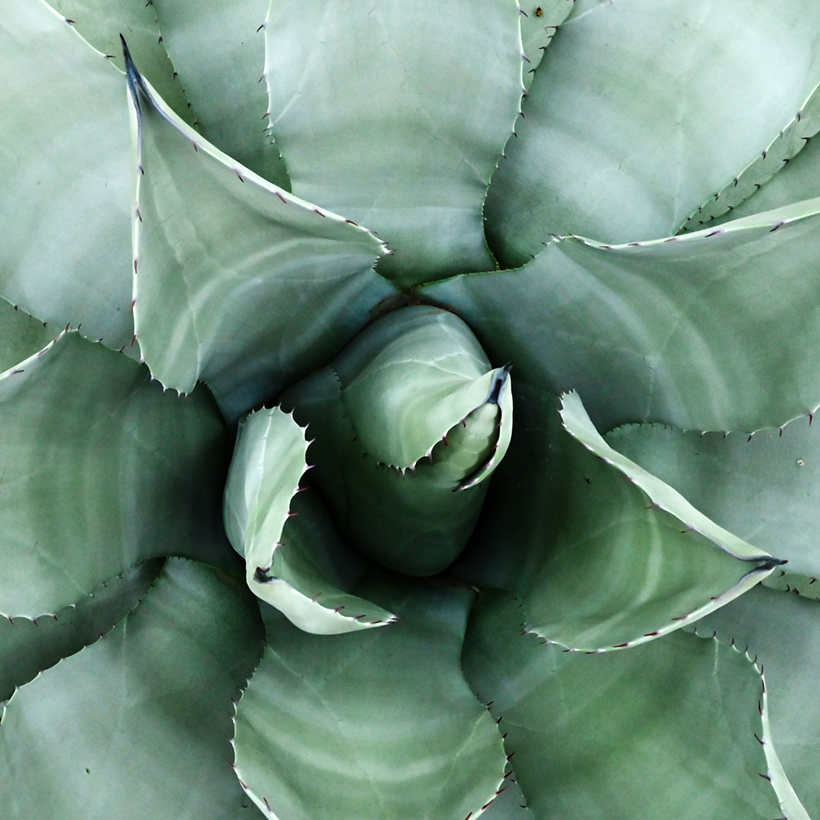 aloe vera pflanze 4 jahre Aloe Vera - Barbadensis miller main image 1