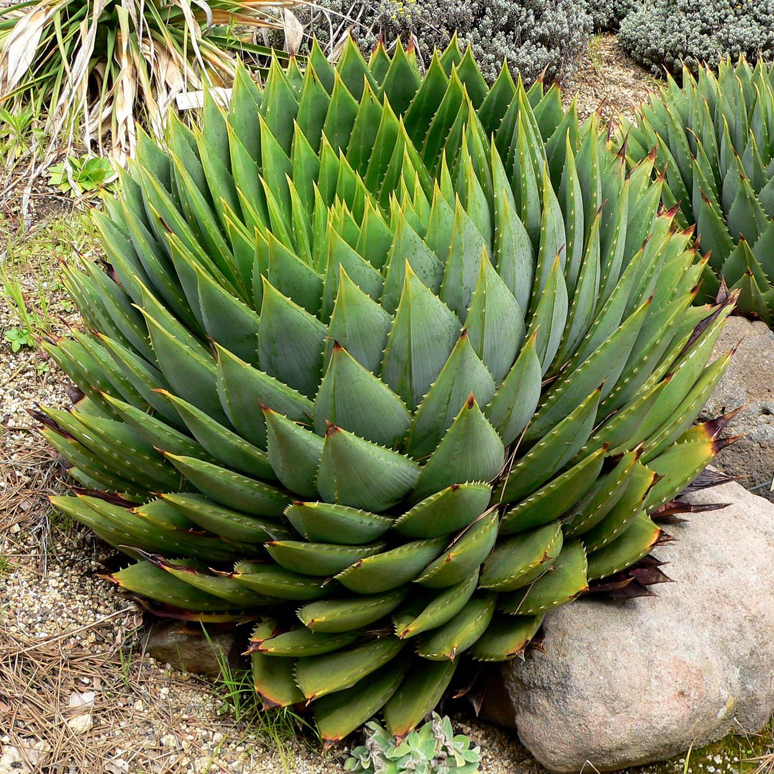 aloe vera aluna ALOE VERA 'Small-Leaf' --Aloe barbadensis--