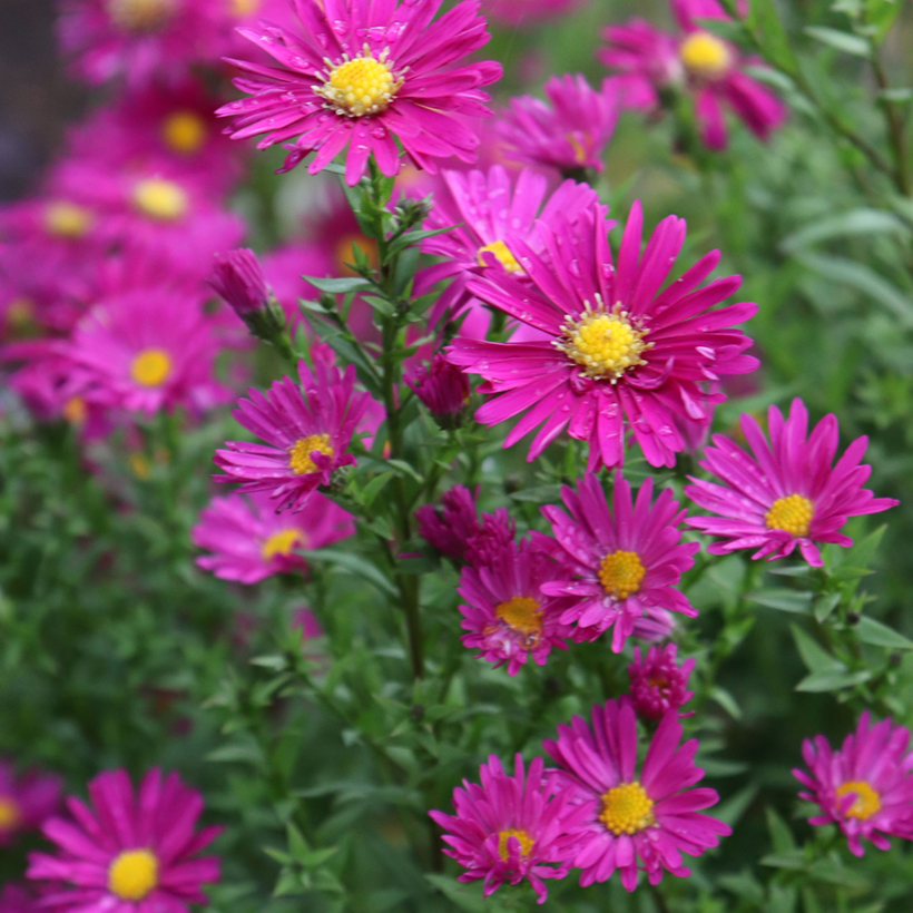 False Aster Aster Kicking Purple Heterotheca Villosa - Hairy False Golden Aster ...