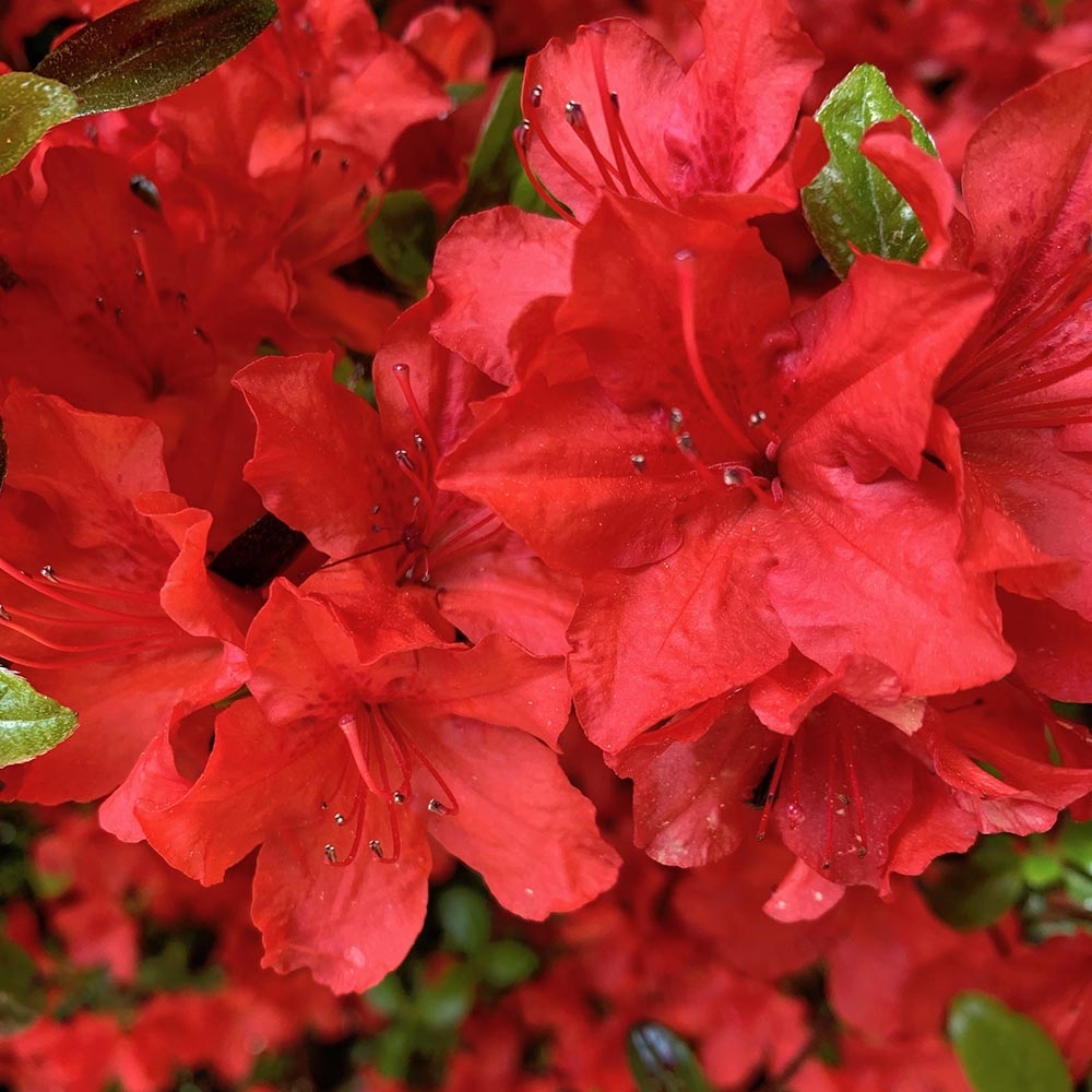 rhododendron knaphill Rhododendron knaphill 'Happiest Moon'