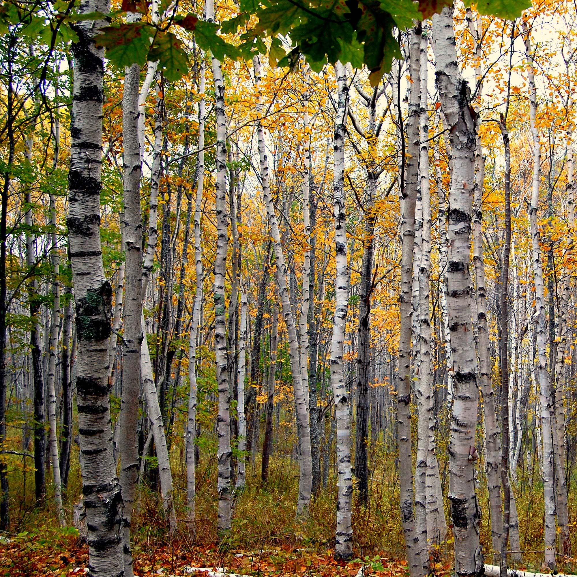 Betula papyrifera Paper Birch with very ornamental white