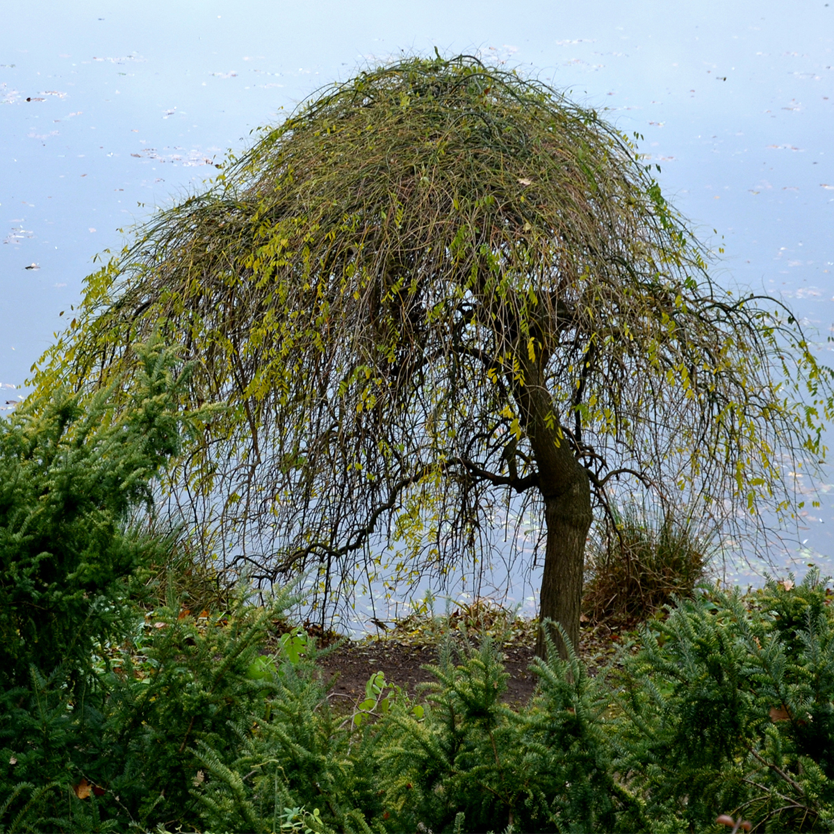 Betula pendula Magical Globe Standard Grafted Birch with a dense