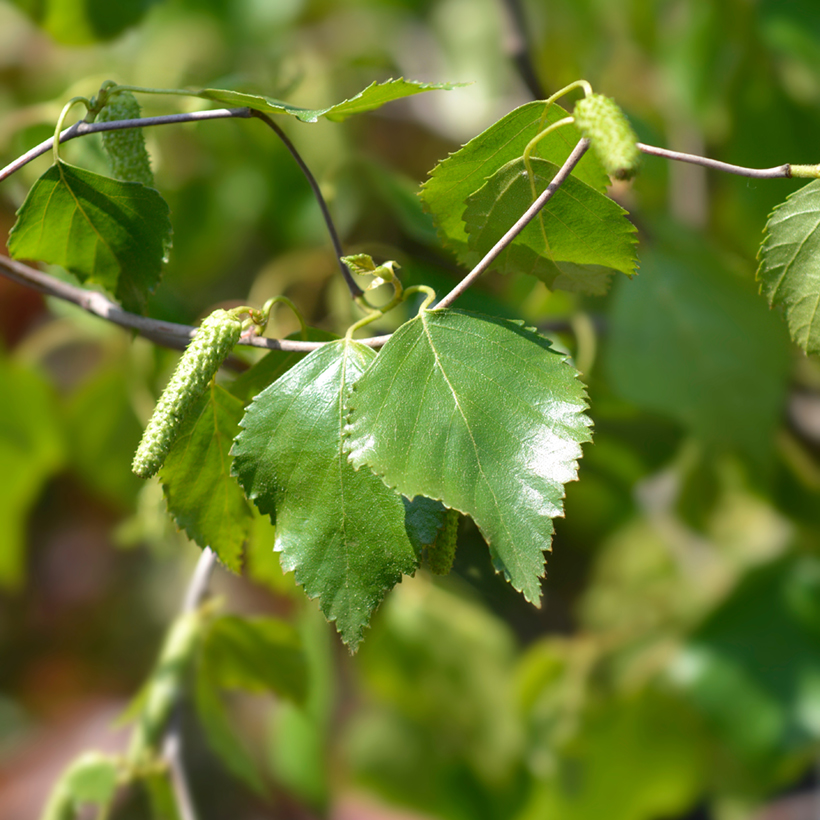 Betula pendula Spider Alley Birch