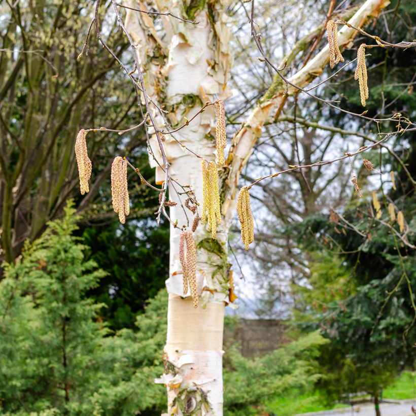 Betula albosinensis Fascination Chinese birch