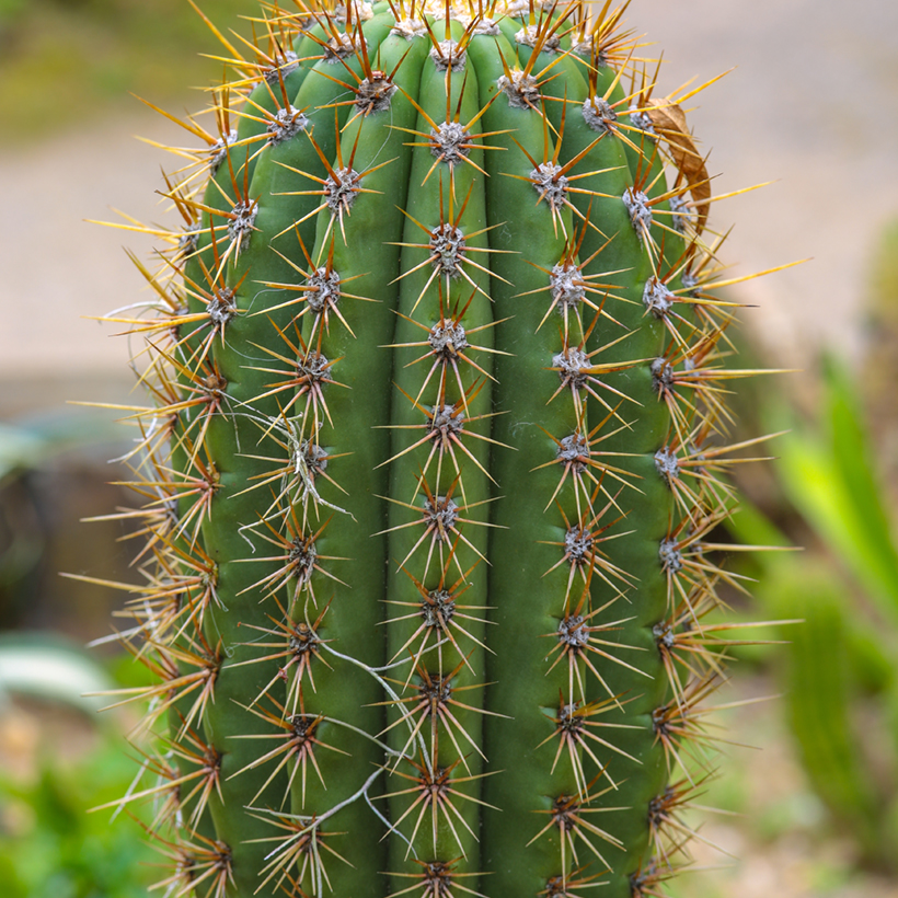 cactus plant flea market jersey Cactus Plant Flea Market S/S Jersey – Guest List main image 1