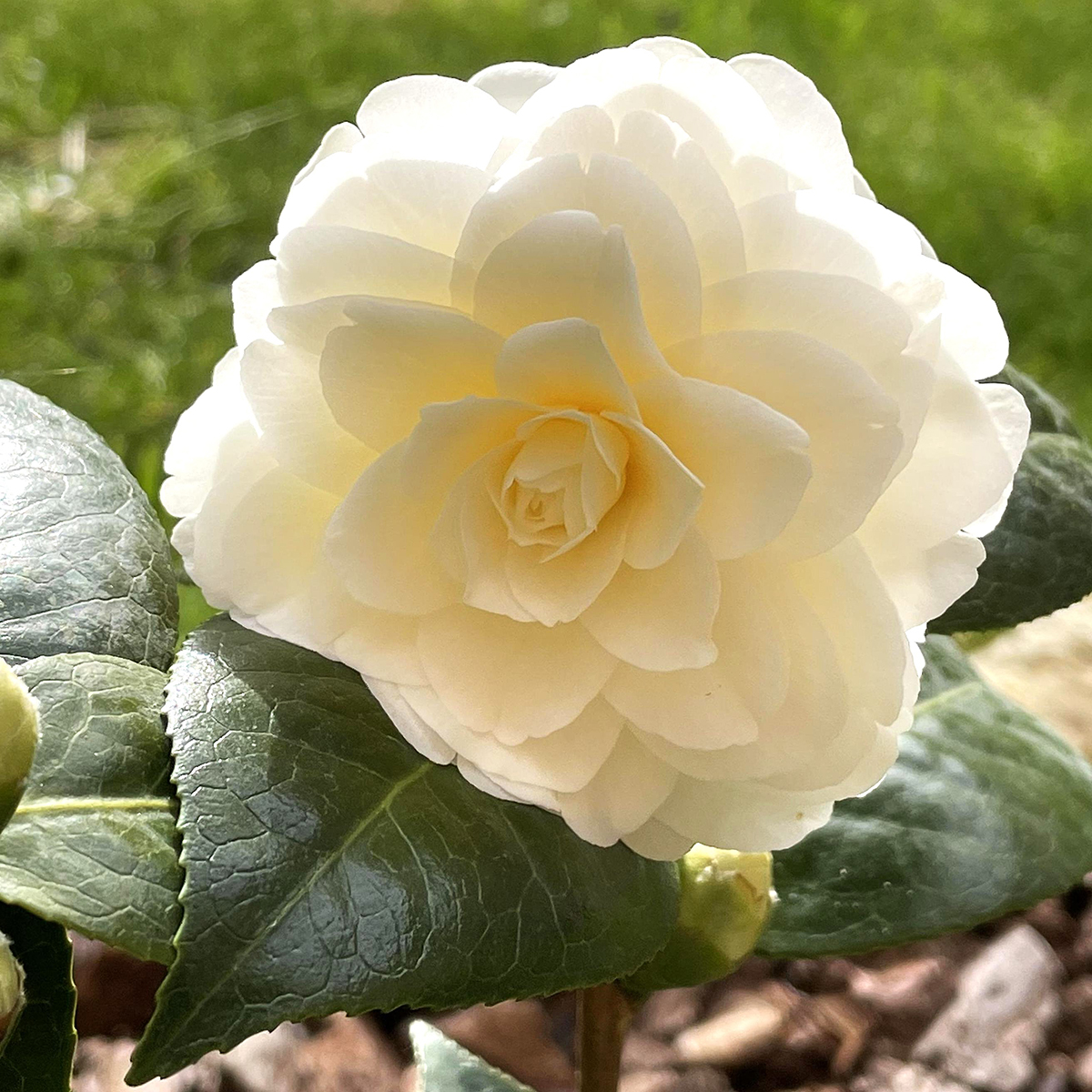 camellia japonica wachstum Camellia japonica