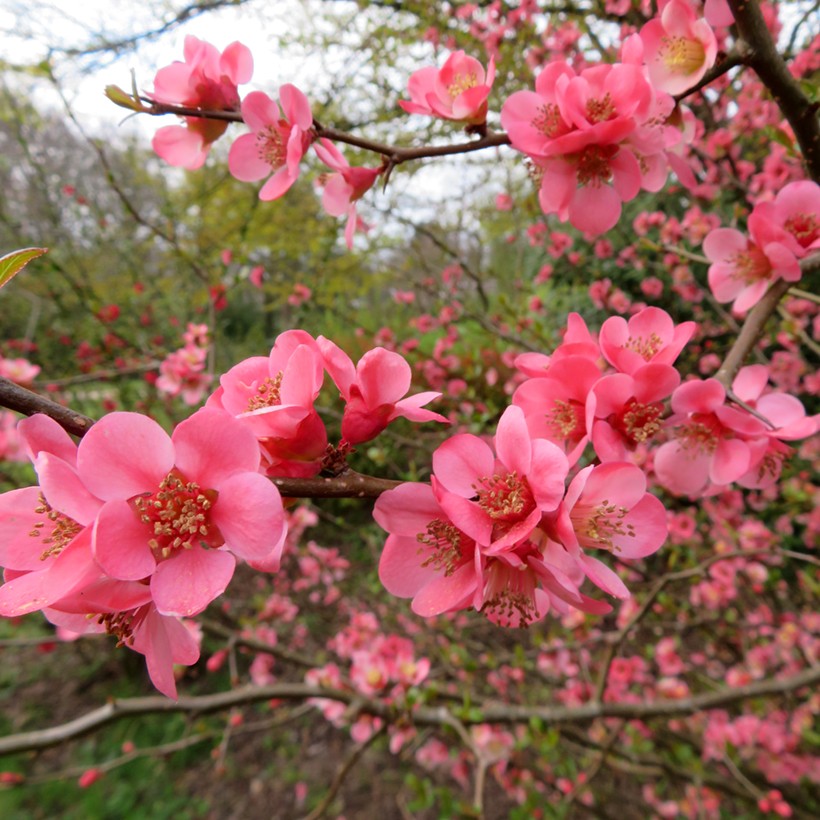Chaenomeles Pink Trail (Pink Trail, Kdoulovce Pink, Chaenomeles Pink, Chaenomeles Pink Trail, Kdoulovec Pink Trail) Chaenomeles Pink Trail