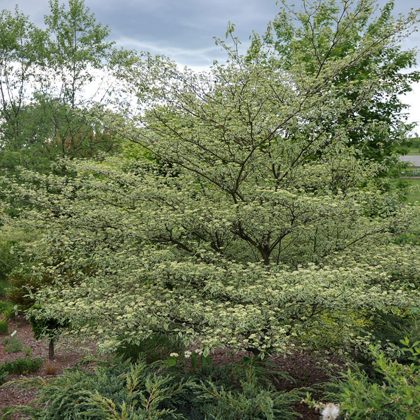 Cornus alternifolia Silver Giant Pagoda Dogwood