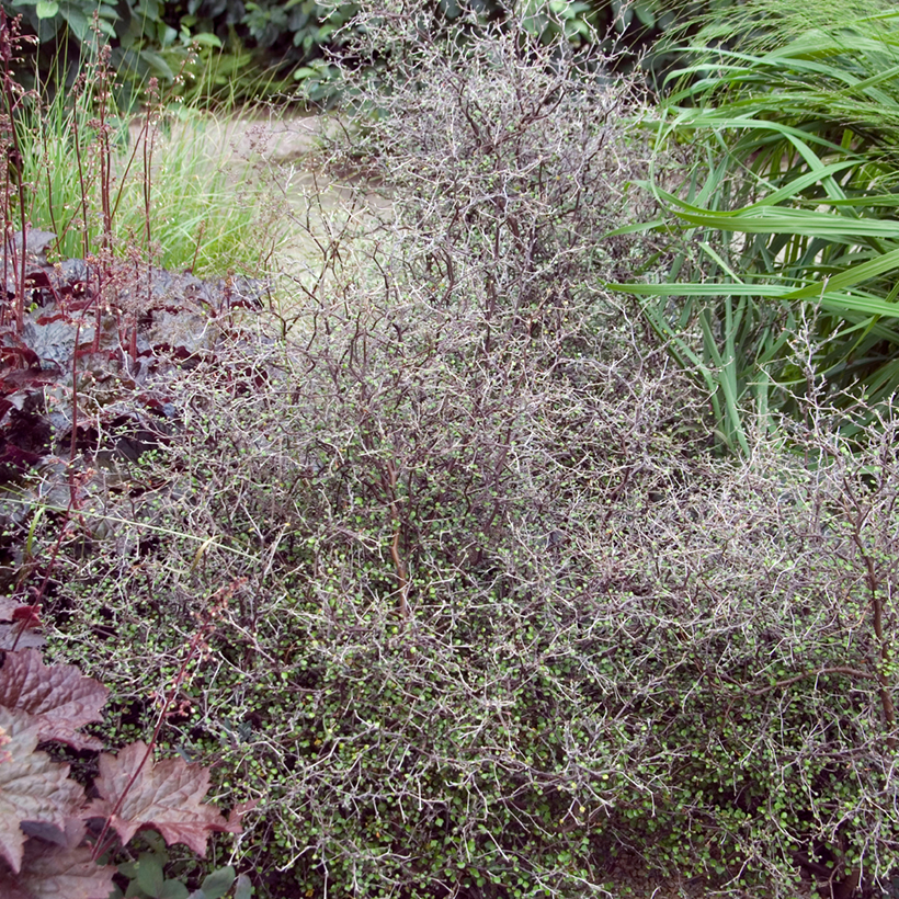 Corokia cotoneaster