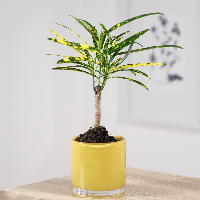 gratis saatgut 2024 Gratis Cannabis Samen Tropicana Cherry main image 1