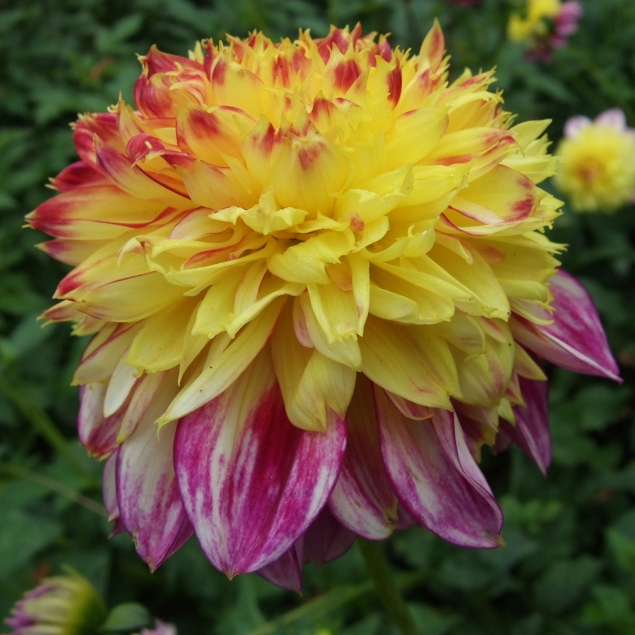 Dahlia 'Boogie Woogie' - anemone flower - Large and astonishing heads, with a canary yellow pompom heart, and a collar of ligulate flowers, striated with pink.