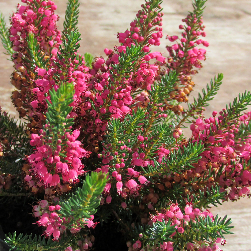 Erica vagans 'Birch Glow' Summer heather with deep pink flowers